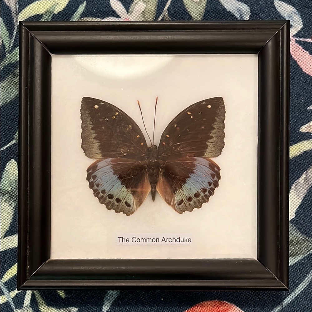Framed Common Archduke Butterfly Art
